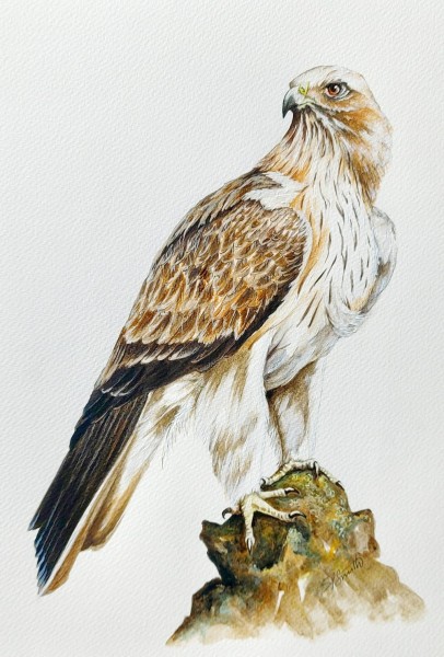 Booted Eagle